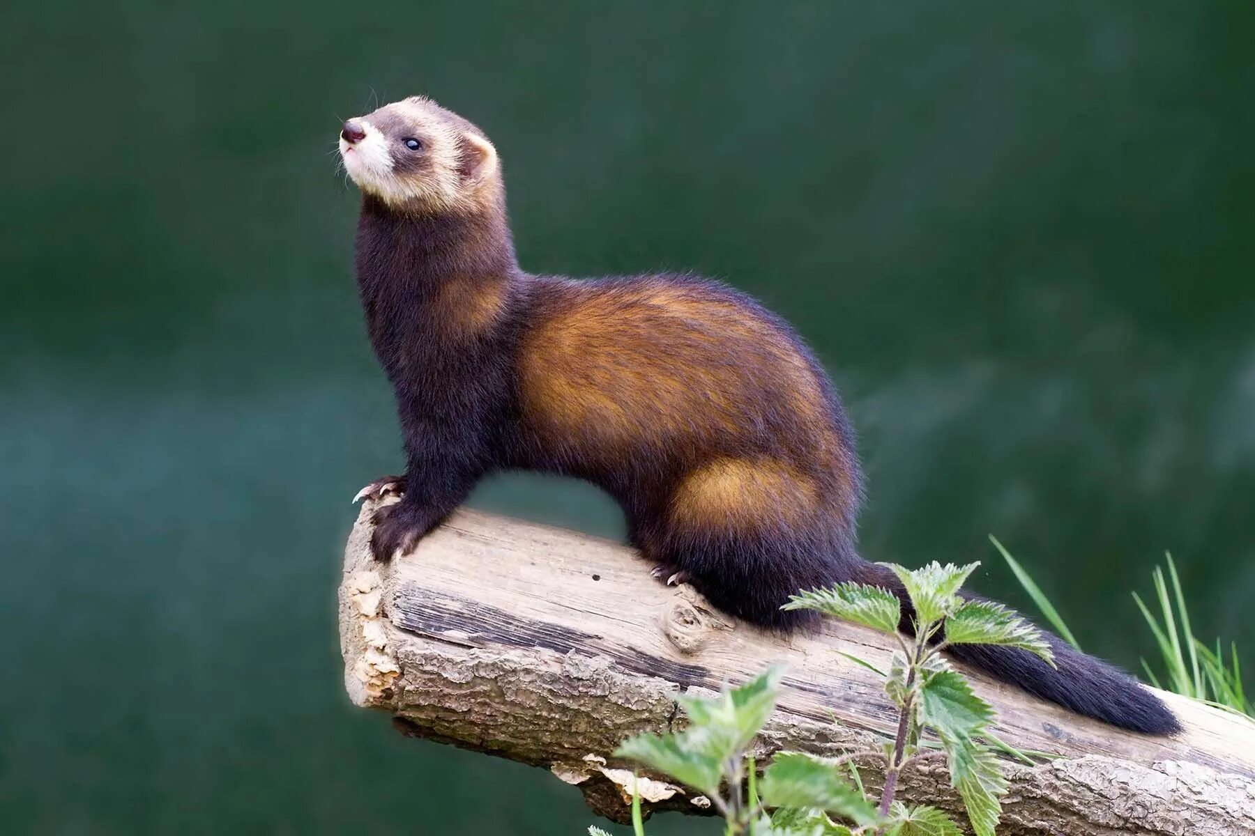 Амурский степной хорек. Степной хорек (mustela eversmanni). Степной хорёк mustela eversmanii. Амурский хорь. Амурский степной хорь.