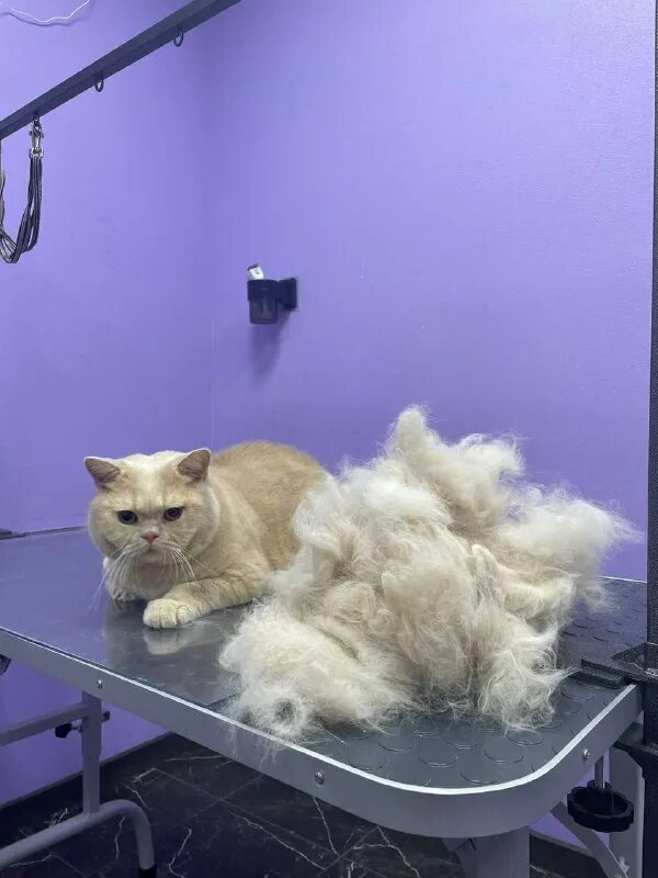 Тбилиси выставка кошек. Пушистый рай дата выхода серий. Ангорский длинношерстный кролик. Пушистый рай чита. Пушистый рай бабушкино где находиться салон для собак.