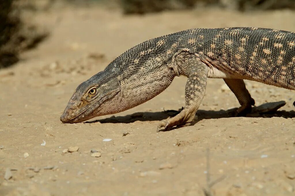 Степной варан. Степной варан. Капский варан пантерик. Вараны в кении. Капский степной варан.