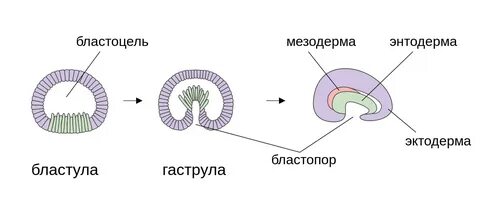 Первичный рот зародыша