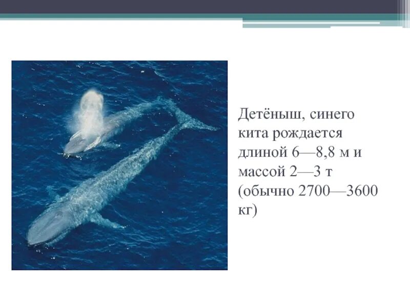 Синий кит с детенышем. Вес детеныша синего кита. Длина и вес серего кита. Синий кит Размеры.