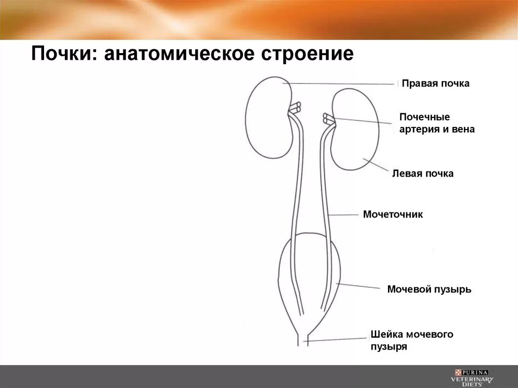 Сужения мочеточника анатомия. Почки мочеточник строение анатомия. Мочеточник строение части. Схема строения мочеточника.