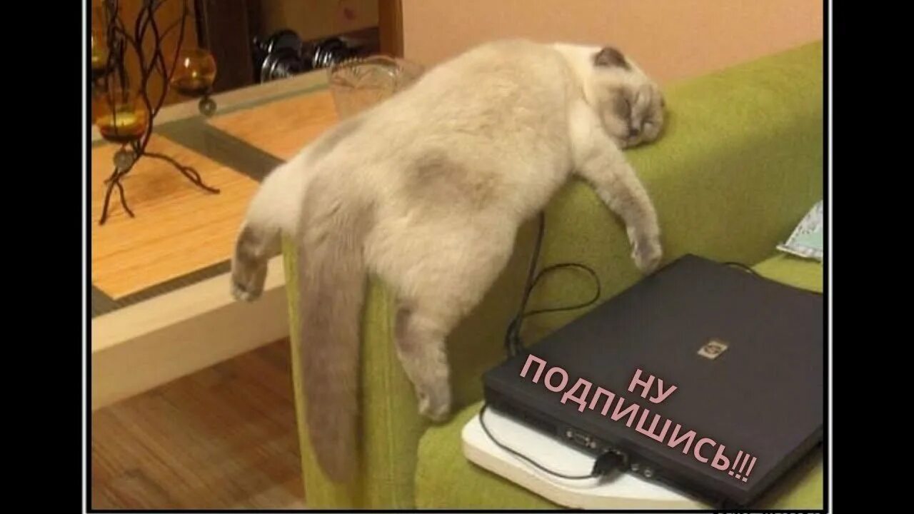 Кот после работы. Кот устал. усталость кот. уставший котик. ленивый кот.