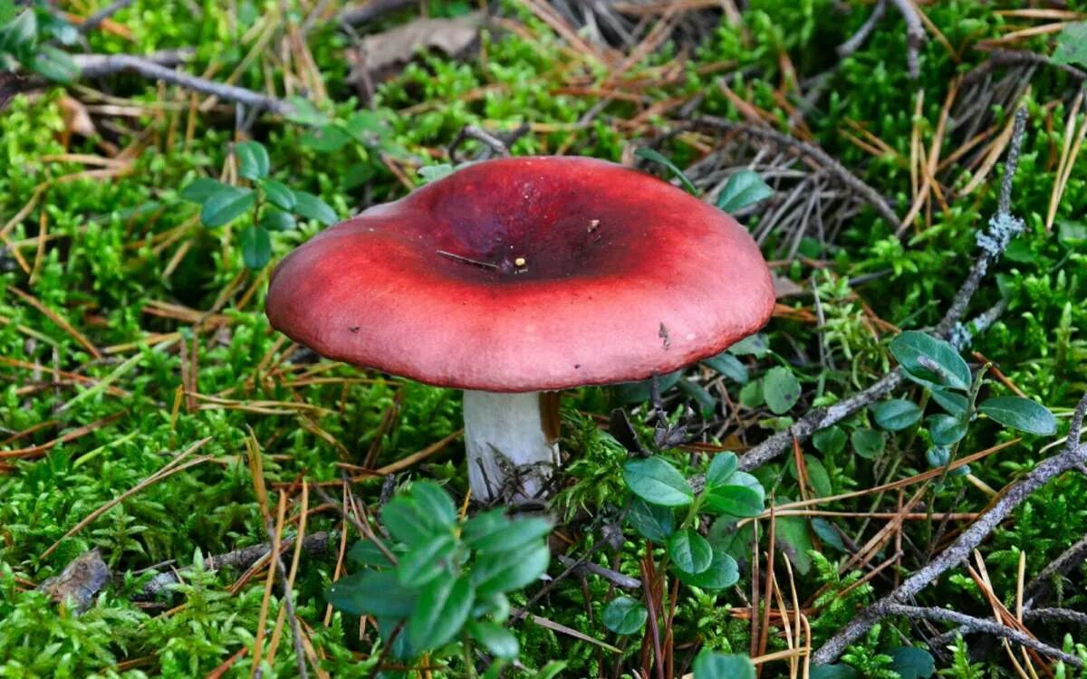 лесные грибы сыроежки. сыроежка гребенчатовидная. дети сыроежки. сыроежка аметистовая. сыроежка сосновая.