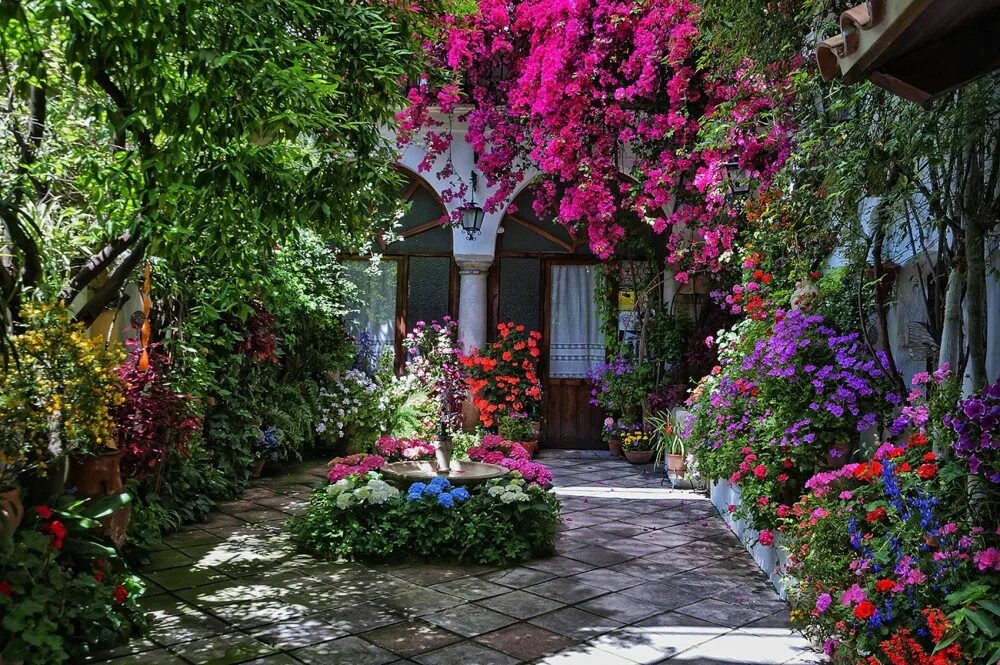 наш двор как цветущий сад. вербена калибрахоа. цветочные дворики, кордова, испания. красивые дворики. красивые дворики.