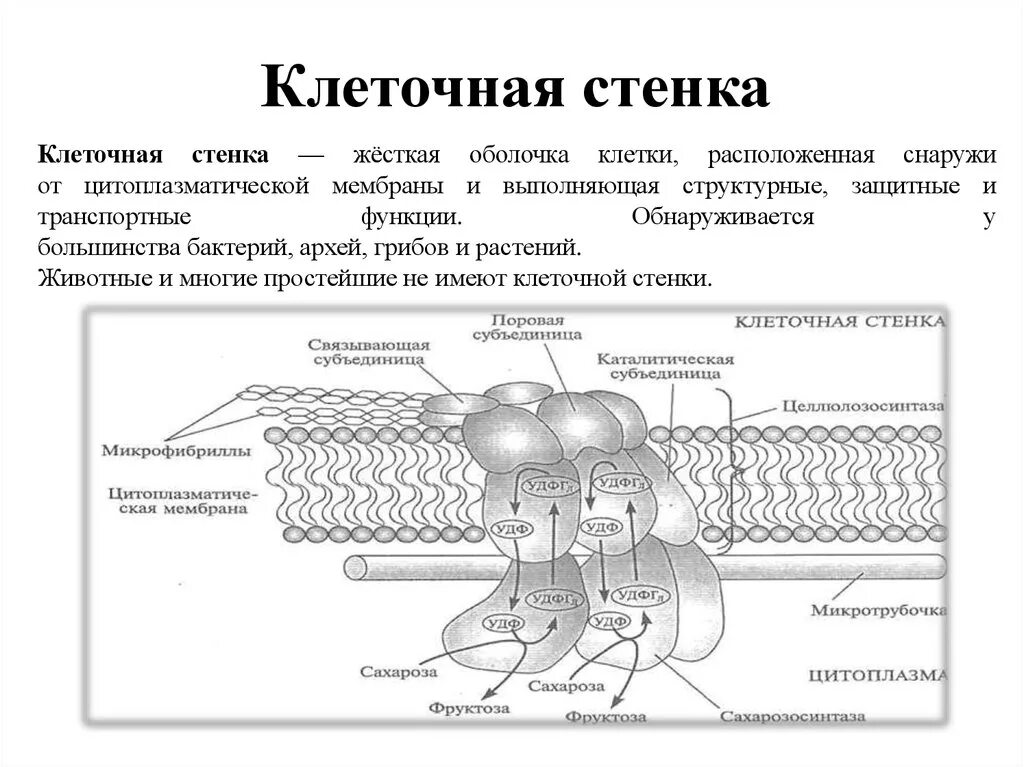 Из чего состоит стенка клетки. Плотная наружная клеточная стенка строение и функции. Схема строения клеточной стенки растений. Состав клеточной стенки растений. Клеточная стенка растений состоит из.