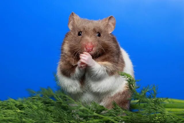 Interesting facts about hamsters. Как нарисовать хомячка милашку. Хамстер 12. Хомяк джунгарик черно белый. Картинка джунгарский хомяк полная картинка милый.