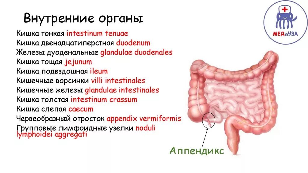 Colpoperineotomia латынь