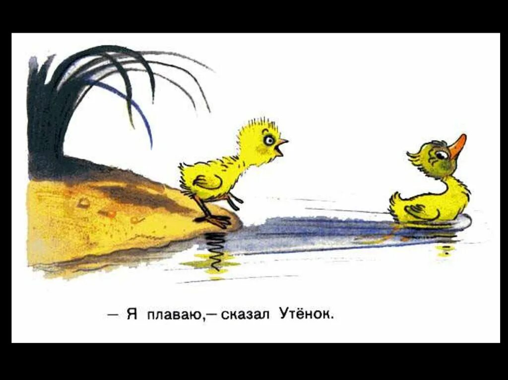 Скажи утку. Сутеев цыпленок и утенок иллюстрации. Сказка цыпленок и утенок Сутеев. Сутеев в. "цыпленок и утенок". Я иду купаться сказал утёнок.