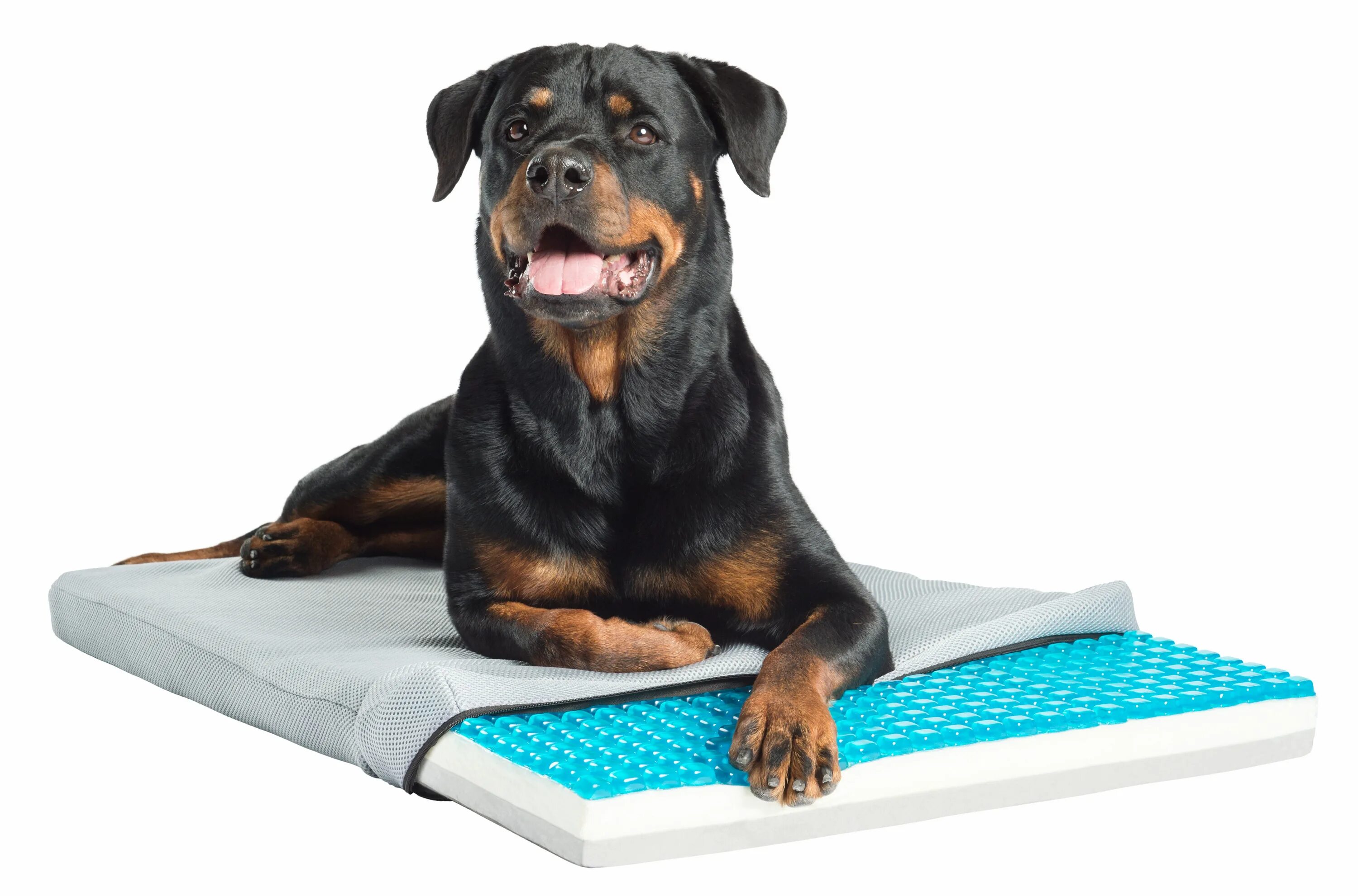 Self pet none позволяет. Pet Pad. Pet 3e. Dog Pad PNG.