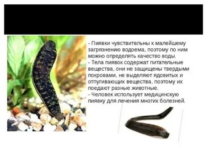 Где живут пиявки