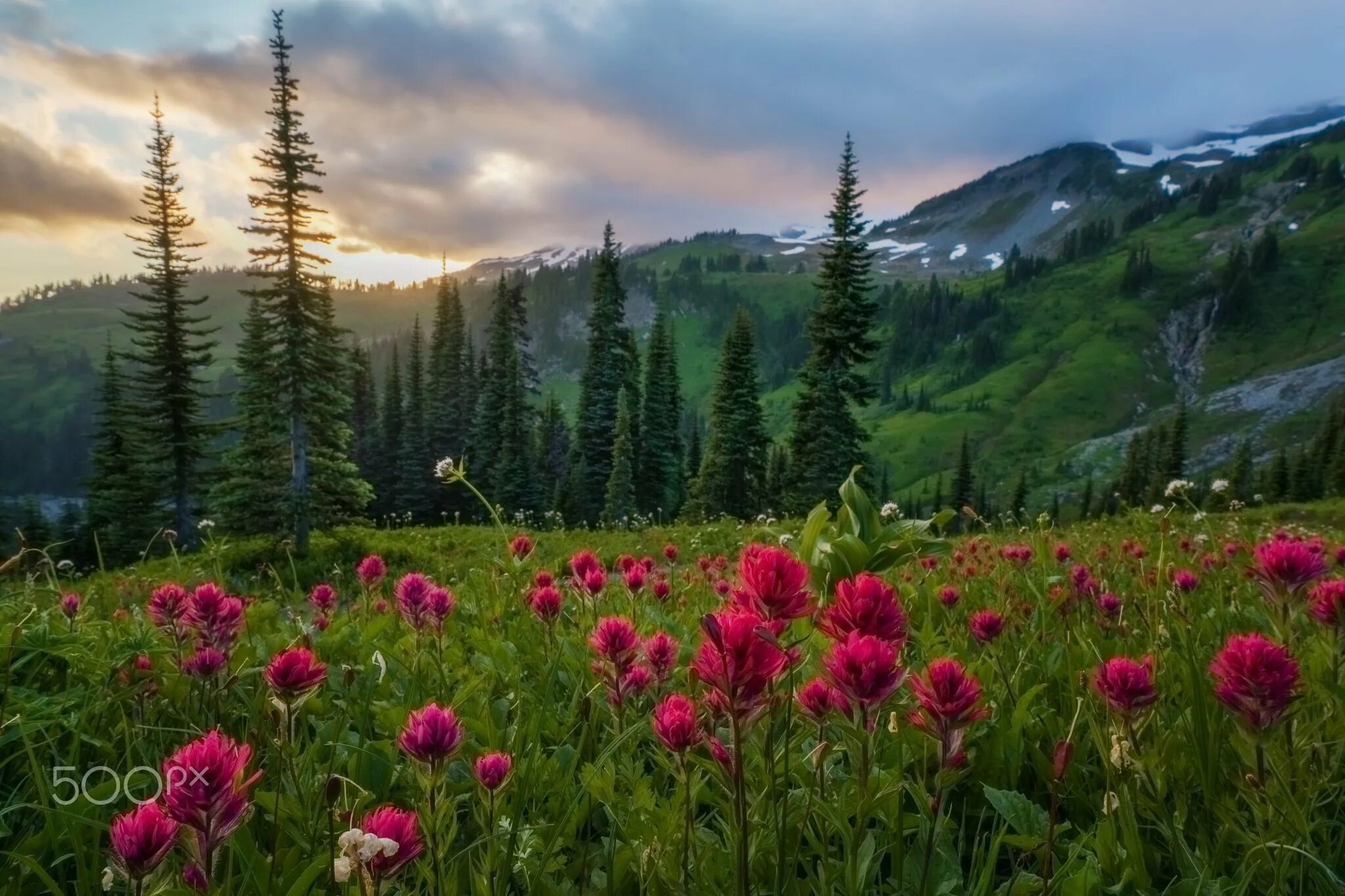 Природа растения картинки. Домбай Альпийские Луга. Цветы в лесу. Цветы в горах. Пейзаж цветы.