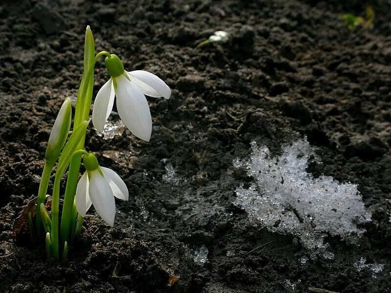 весенние цветы в руках. букет первоцветов. подснежники в руках. подснежник. еськов подснежники.