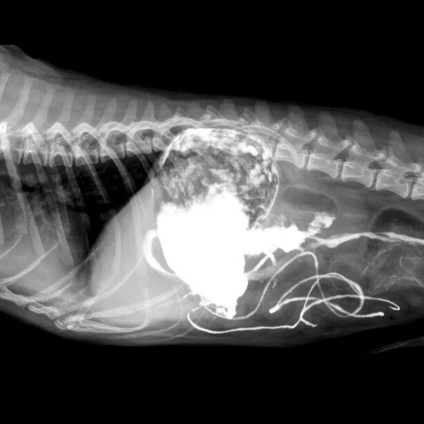 Рентген брюшной полости собаки инородное тело. Рентген брюшной полости собаки. Рентгеновский снимок собаки.