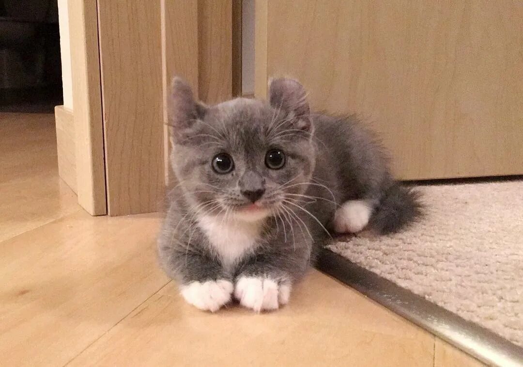 Котомышь котенок. Котомышь. Домашние котики. Котомышь порода. Манчкин кин клоу порода кошек.