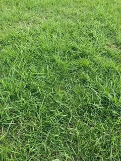 I am grass