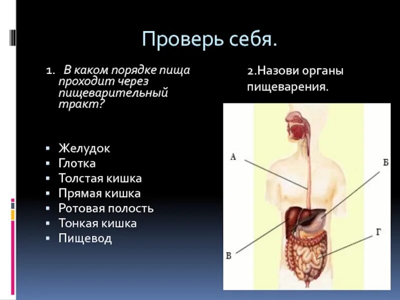 Пищеварительная система пищевод. Как пища проходит по органам пищеварения. Пища проходит через пищеварительный тракт. Как проходит пища по пищеводу. В каком порядке пища проходит через пищеварительный тракт?.