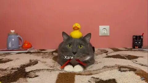 Школа котиков лотков