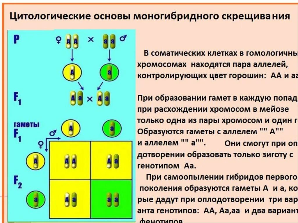 Генетическая схема моногибридного скрещивания. Цитологические основы независимого наследования признаков. Моногибридное скрещивание и его цитологическая основа. Цитологические основы дигибридного скрещивания 10 класс.