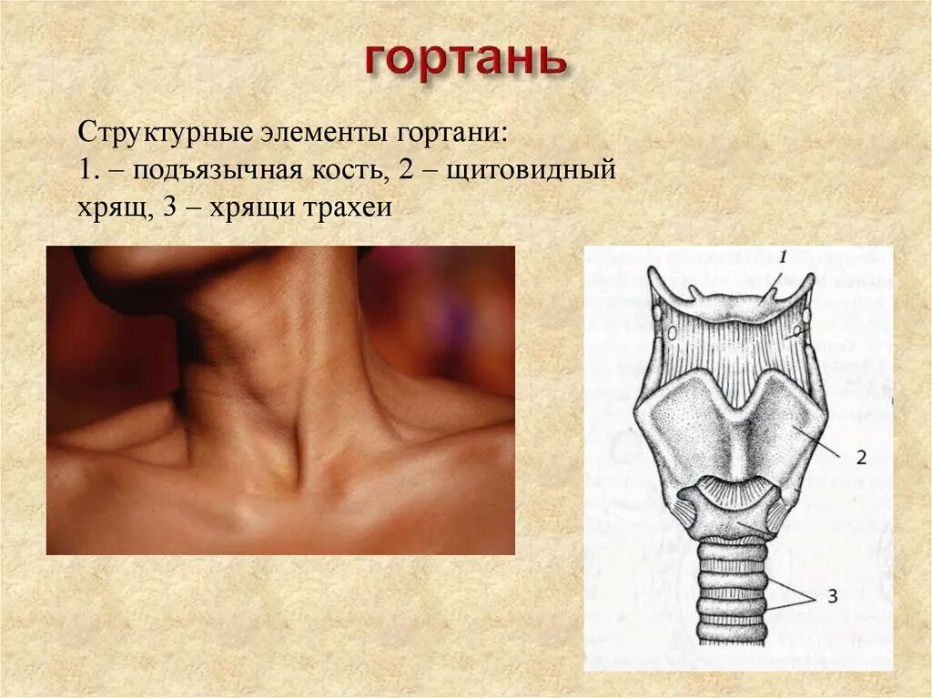 Перстневидный хрящ анатомия гортани. Кадык строение гортани. Строение перстневидного хряща. Строение щитовидной железы перстневидный хрящ.