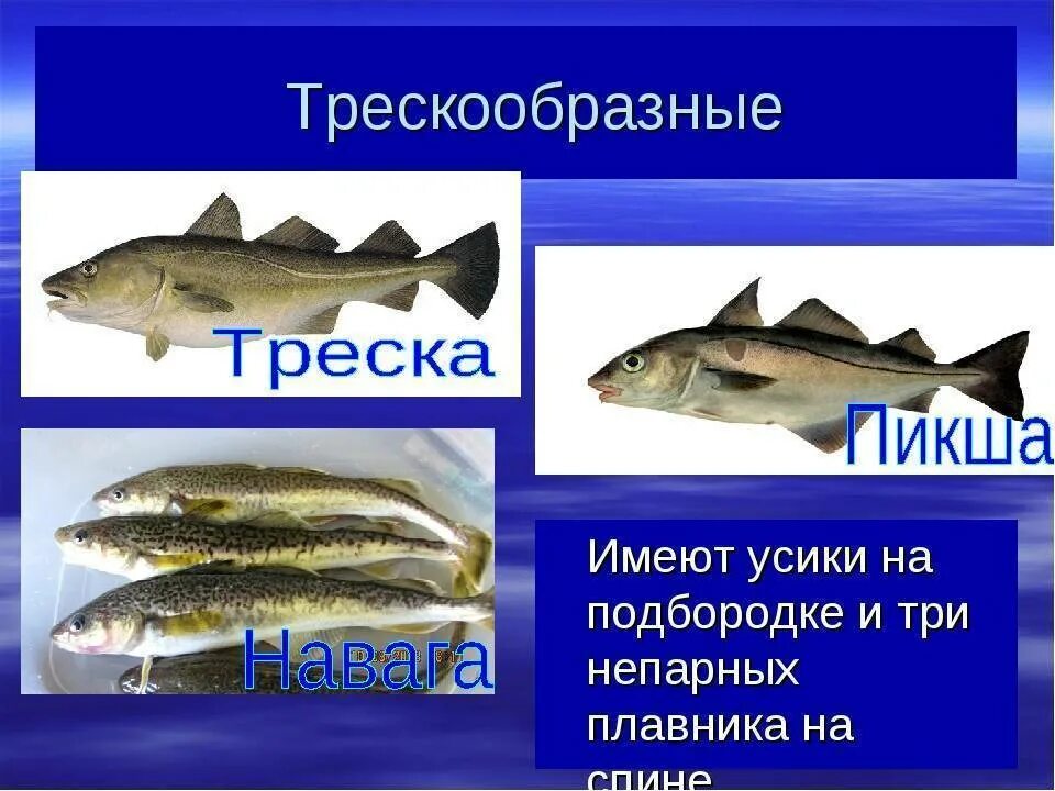 К какой группе относится треска