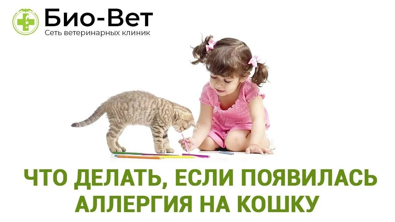 Аллергия на кошек что делать. Аллергия на кошку что делать. что делать если у кота аллергия.