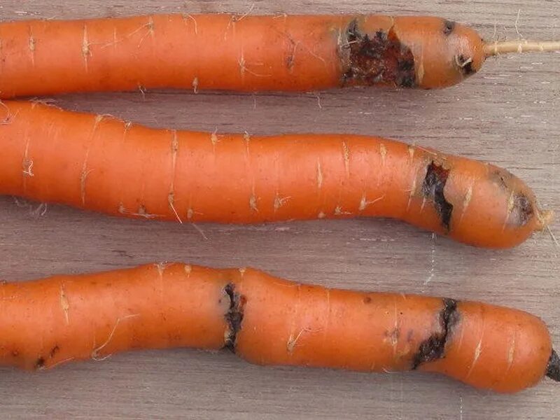 Морковь в черноземье. Морковная Муха на огороде. Личинки морковная Муха методы борьбы. Луковая капустная морковная Муха отряд. Морковная Муха Psila Rosae.