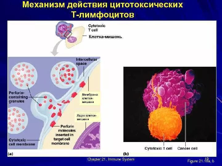 Основные функции цитотоксических лимфоцитов (cd8-лимфоцитов):. Механизм цитотоксического действия т-лимфоцитов. Механизм действия т киллеров. Механизмы цитотоксичности т-киллеров. Действия лимфоцитов