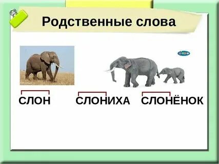 Склонение слова слон по падежам. Просклоняй слово слон. Выделить окончание в словах слоны. Выделить окончание в словах слоны. Однокоренные слова к слову слоненок.