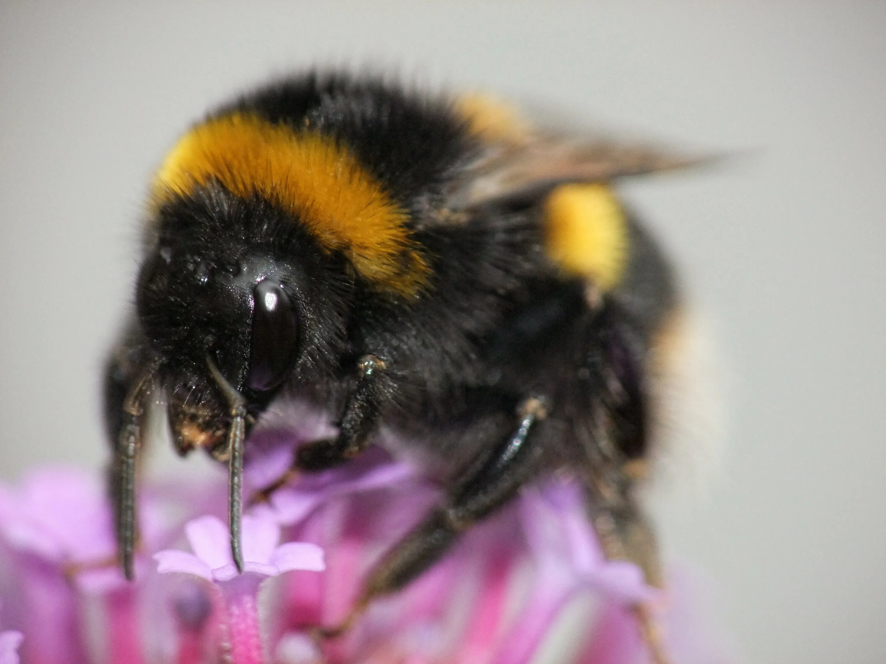 Подруга шмель. Bombus bombus шмель. шмель патагиатус. шафранный шмель. bumblebee шмель.