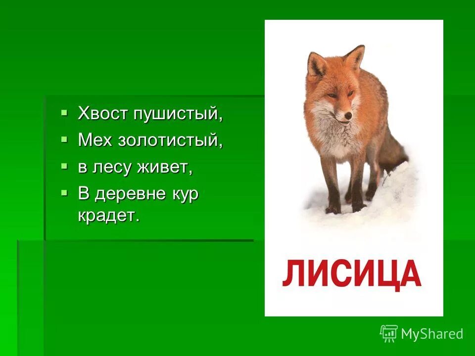 Доклад про белку. Пушистый хвост предложение. Хвост пушистый, мех золотистый, в лесу живет,. Пушистый хвост предложение. Сообщение про белочку.
