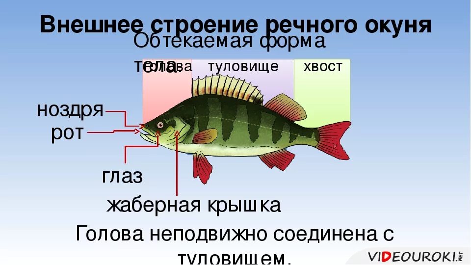 Схема внешнего строения