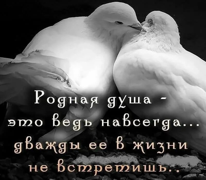 Родственные души. Цени родного человека. Родные души. Афоризмы про родственные души. Грейте друг другу души.