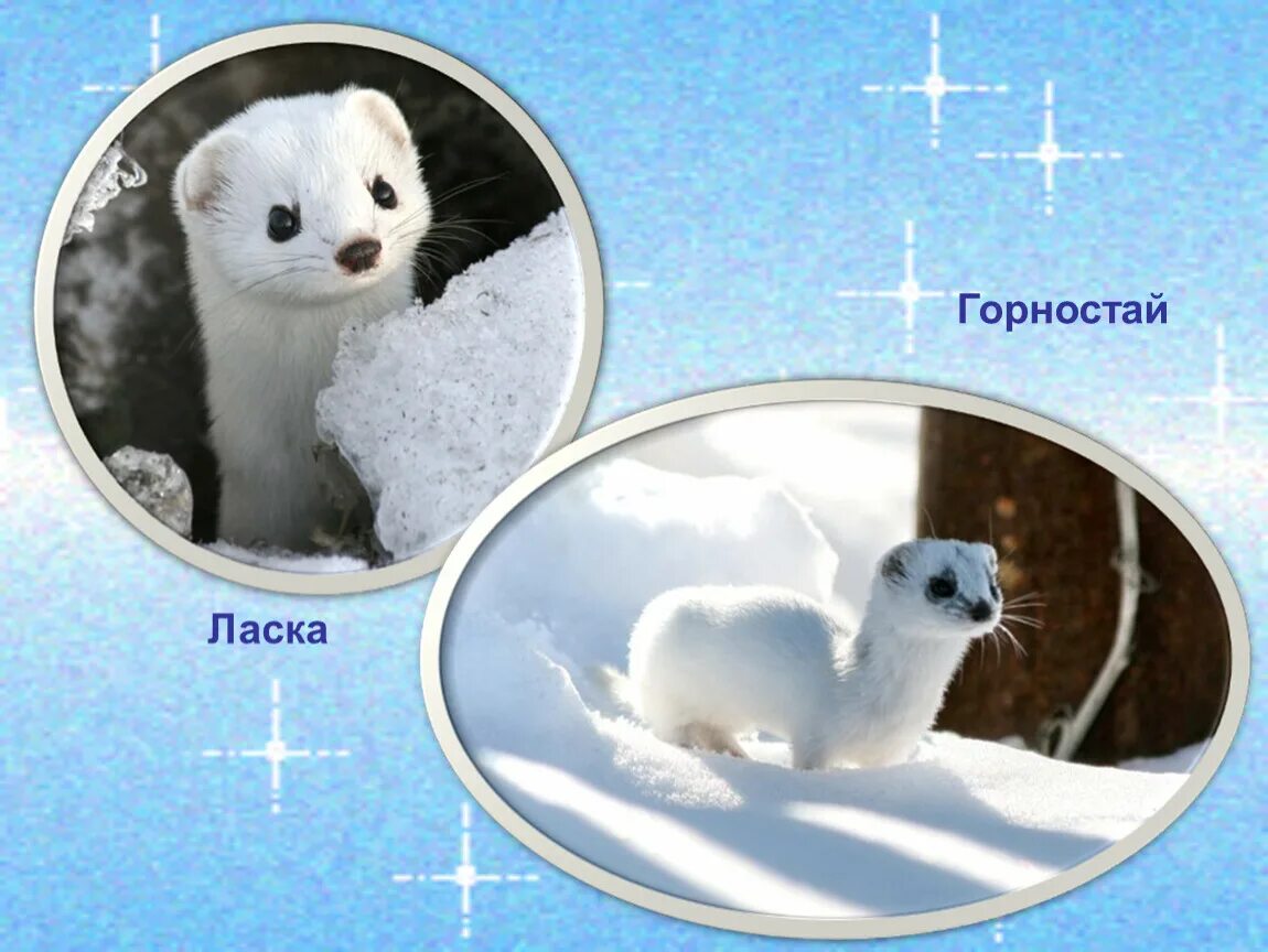 Горностай летом. Хорек выдра норка ласка. Между лаской и горностаем. Между лаской и горностаем. Горностай и ласка отличия.