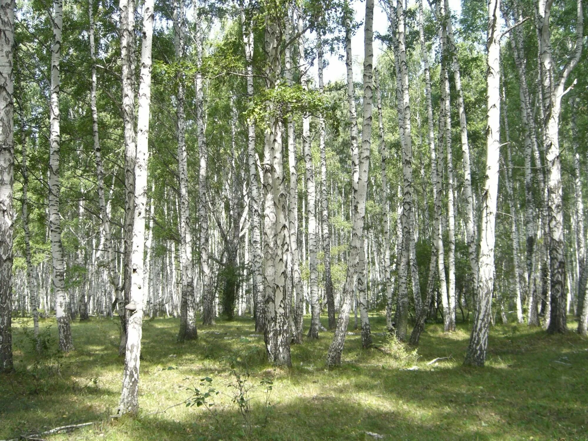 Хвойно мелколиственные леса. Сосново-Березово-осиновый лес. Березово Сосновый лес. Березово-осиновый лес. Березняк, Березовая роща.