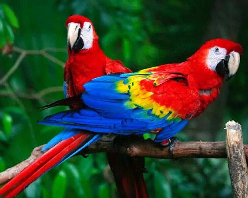 Большой цветной попугай. Попугай ара. Красный ара Макао. Попугай породы ара. Попугай ара Венесуэла Каракас.