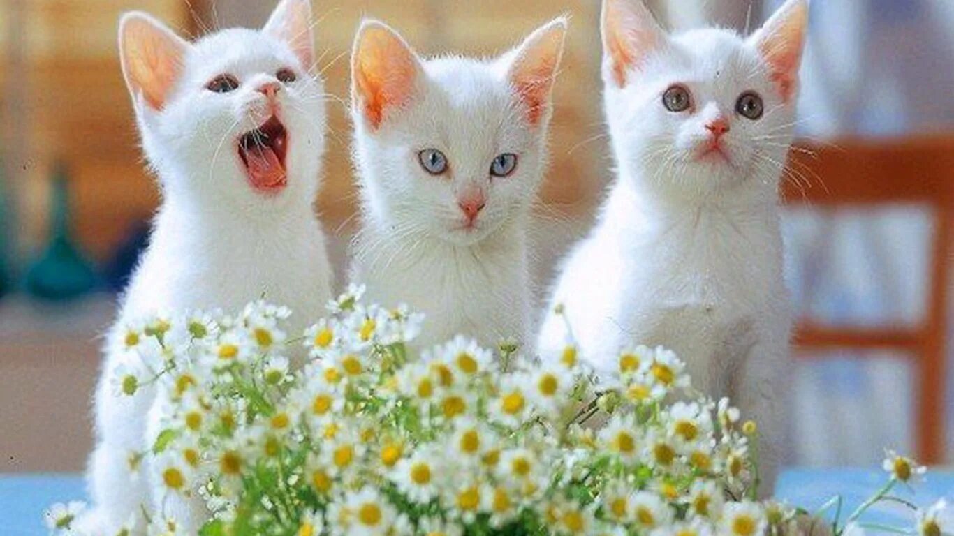 Кошка три дня. Белый кот с цветами. белая кошка и цветы. белый котик с цветами. с днем рождения белый котик.