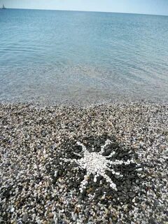 Кто живет в черном море