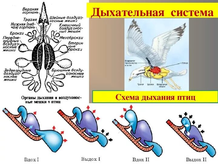 Дыхание птиц является. Схема дыхательной системы птицы биология 7 класс. Строение дыхательной системы птиц. Дыхательная система птицы состоит. Система двойного дыхания у птиц.