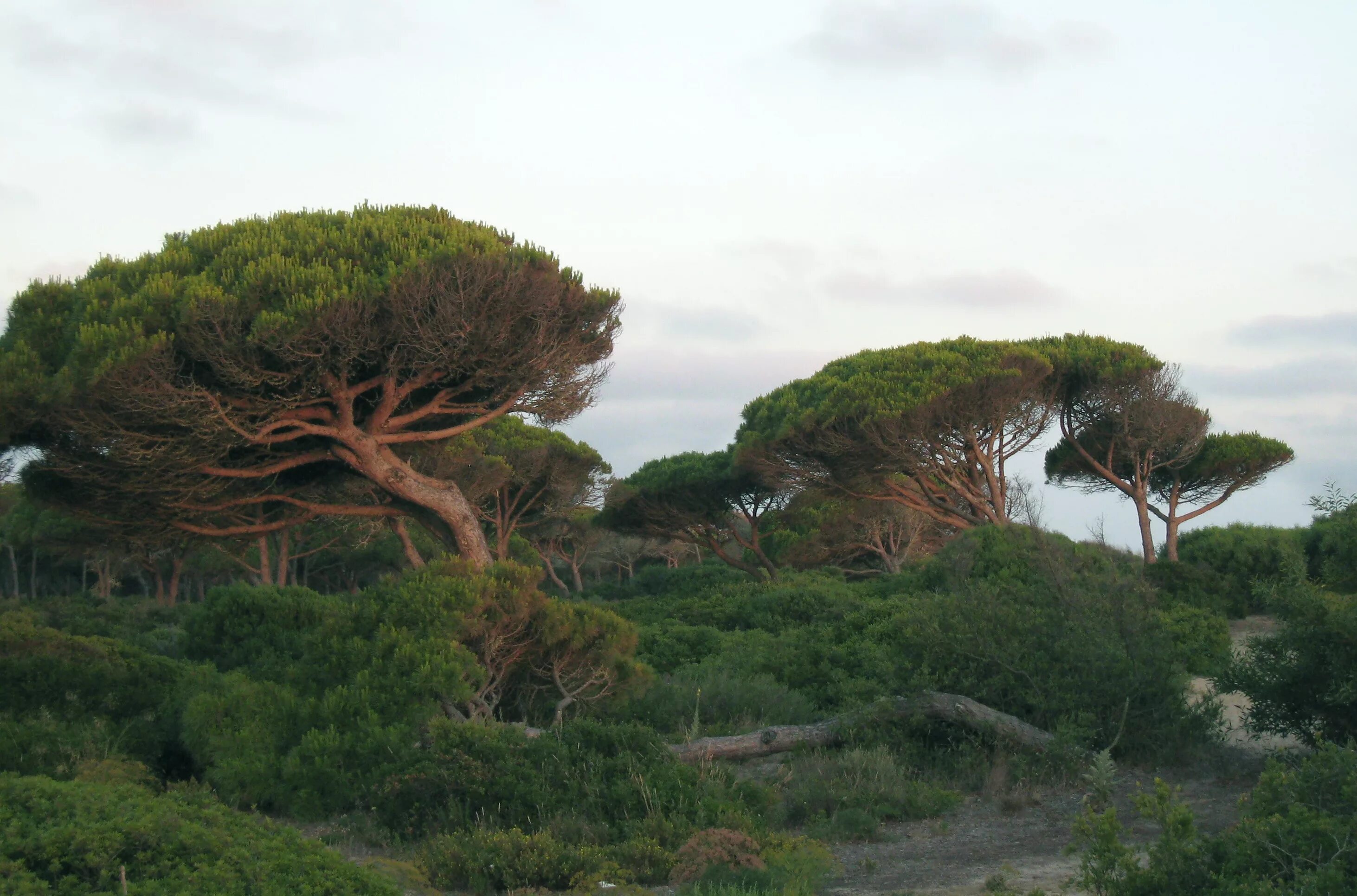 Пиния это. Пиния (Pinus pinea). Средиземноморская сосна Пиния. Сосна Пиния Рим. Сосна Пиния в Италии.