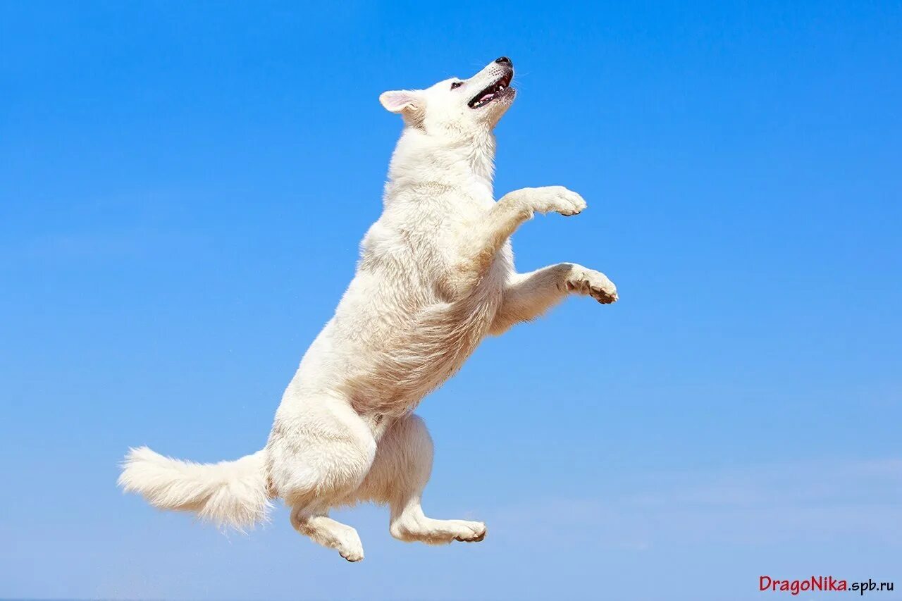 Бордер колли в прыжке. Dog jumping. Собака в полете. Dog jumping. Dog jumping.