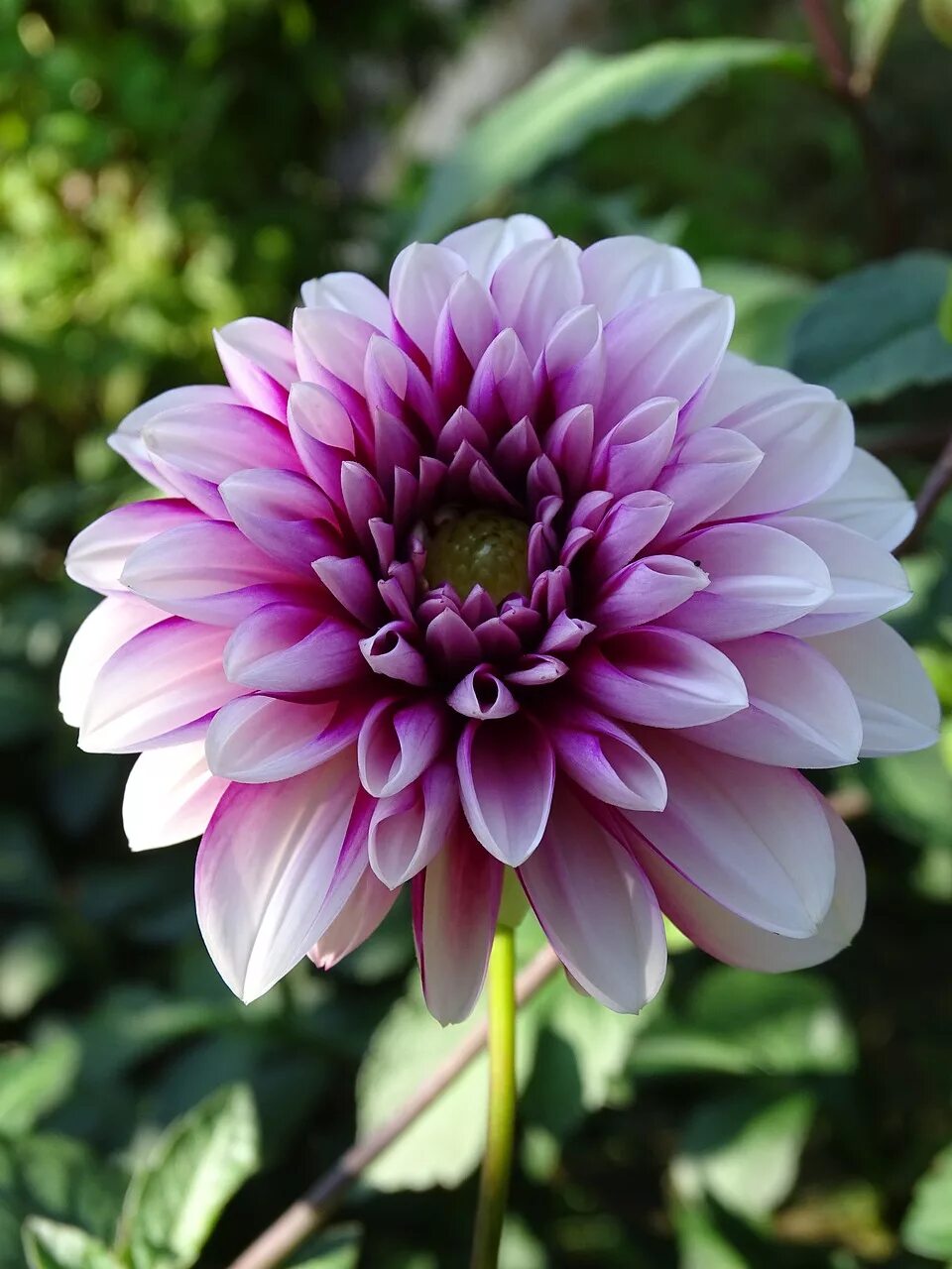 Dahlia цветок. Георгины дахлия. Пионовидные георгины. Сложноцветные георгин. Dahlia цветок.