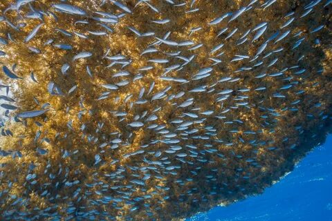 Саргассово море самое большое в мировом океане