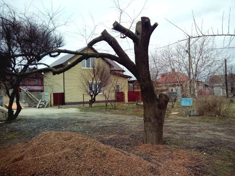 Омолаживающие обрезки деревьев. Омоложение старой яблони. омолаживание старых деревьев. омолаживание старой яблони. старая яблоня после обрезки.