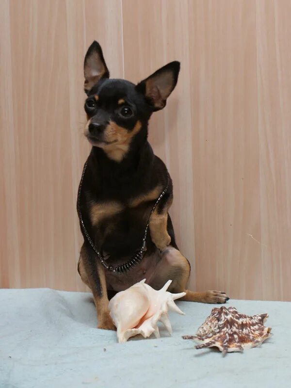 Собака той терьер девочка. Русский той терьер девочка. Рыжий щенок той терьера 2 месяца. Той терьер. Карликовый той терьер.