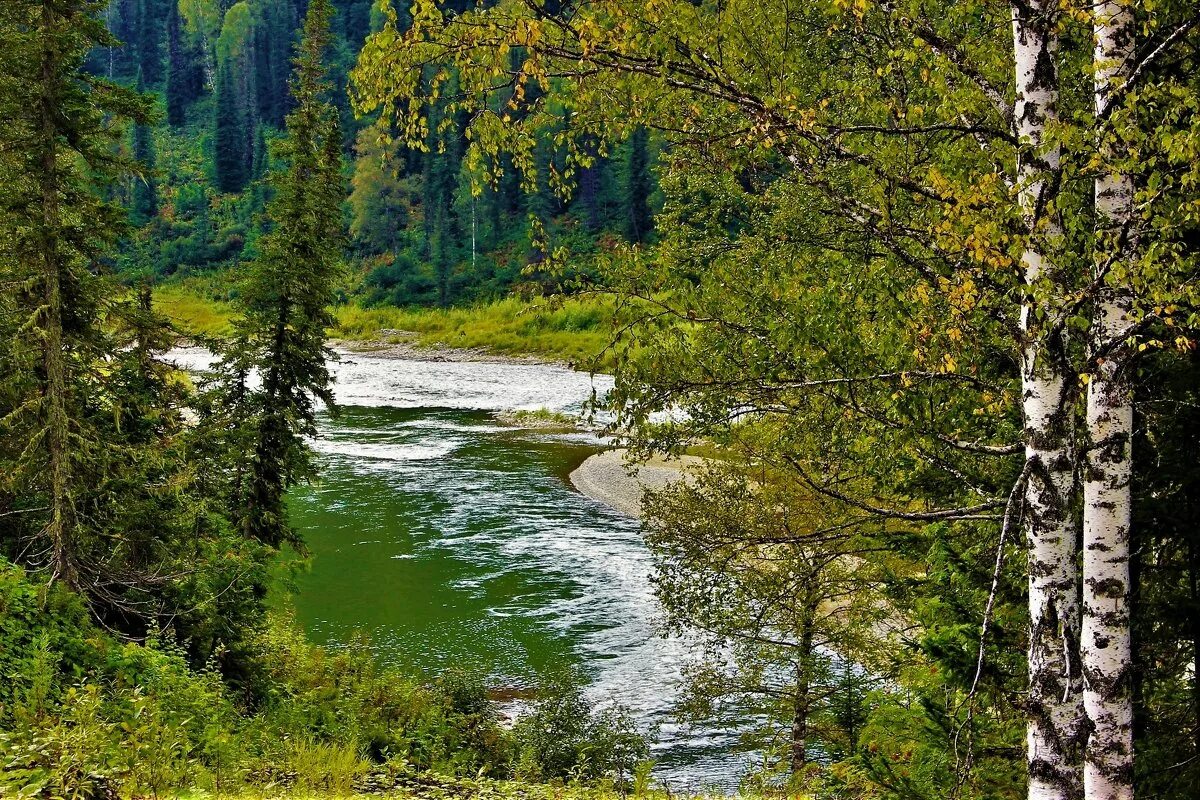 Тест природа сибири. Лес Тайга река Вильва. Сибирский лес Тайга с рекой. Тайга лес Усть-Илимск. Тайга Урала.