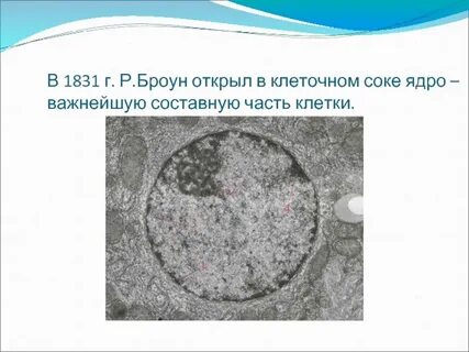 Р броун открытие