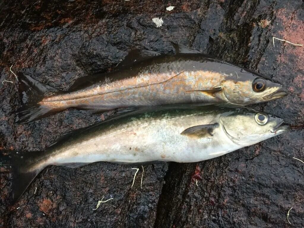 Pollock baliği. Минтай какая рыба. Минтай в природе фото. Pollock Fish это минтай ?.