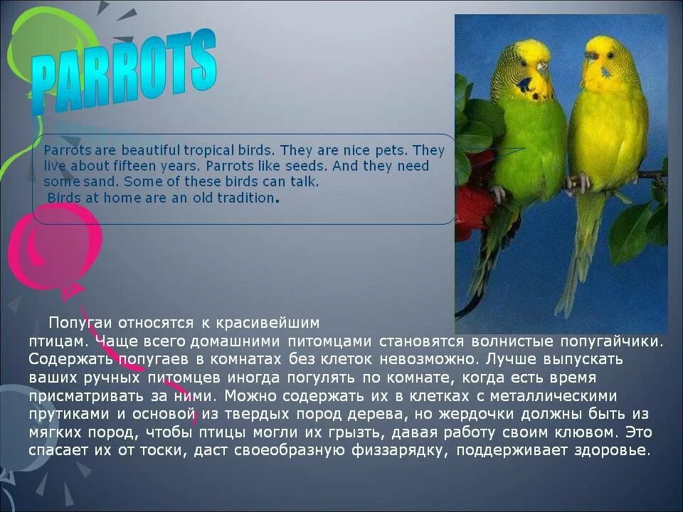 Переводчик с попугайского. Информация о попугаях. Доклад про попугая. Сообщение о волнистом попугае. Доклад на тему волнистый попугай.