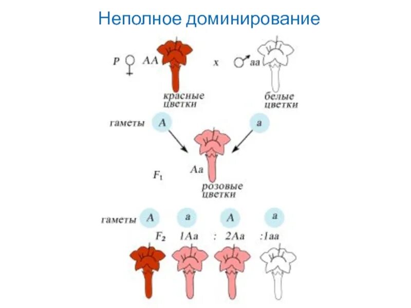 Неполное доминирование. Неполное доминирование примеры. Пример не полнгого Домини рования. Неполное доминирование генов.